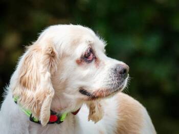Molly -  Cocker Spaniel Dog for Adoption in Pointe-fortune, Quebec - Molly | PetCurious