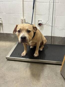 EGYPT -  Pit Bull Terrier Dog for Adoption - EGYPT | PetCurious