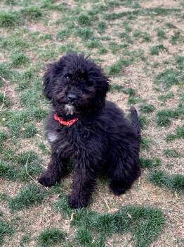 Mae, 4 month old Portuguese Water Dog puppy -  Portuguese Water Dog Dog for Adoption in Oro Valley, Arizona - Mae, 4 Month Old Portuguese Water Dog Puppy | PetCurious