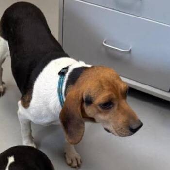 Silent Bob -  Beagle Dog for Adoption in Troy, Virginia - Silent Bob | PetCurious
