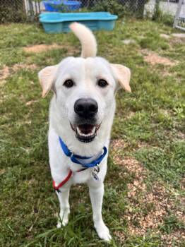 Luka Moore -  Mixed Breed Dog for Adoption in Alexandria, Virginia - Luka Moore | PetCurious