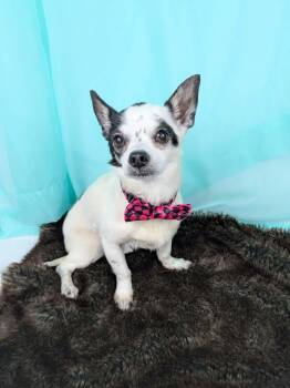 Callum -  Chihuahua Dog for Adoption in Round Rock, Texas - Callum | PetCurious