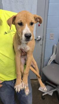 Harrison -  Terrier Dog for Adoption in Evansville, Indiana - Harrison | PetCurious