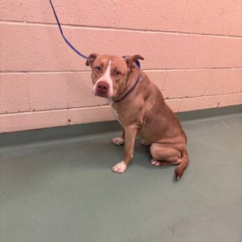 Rescue Mixed Breed Dogs for Adoption in Memphis, Tennessee - Mango | PetCurious