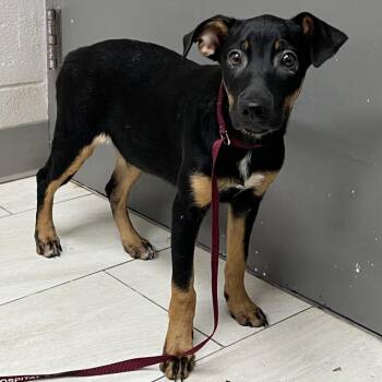 Skyler -  Australian Cattle Dog Blue Heeler Dog for Adoption in Lufkin, Texas - Skyler | PetCurious