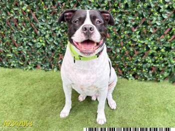 MATEO -  Mixed Breed Dog for Adoption in West Palm Beach, Florida - MATEO | PetCurious