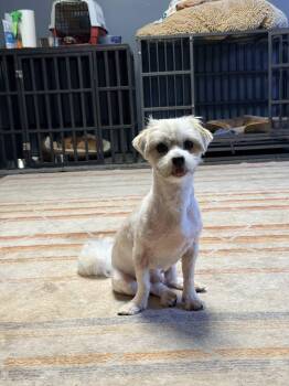 Shih Tzu Dogs Available for Adoption - Jason | PetCurious