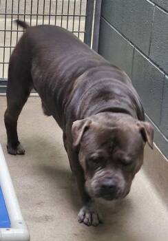 Eeyore -  Pit Bull Terrier Dog for Adoption in Oakland, California - Eeyore | PetCurious