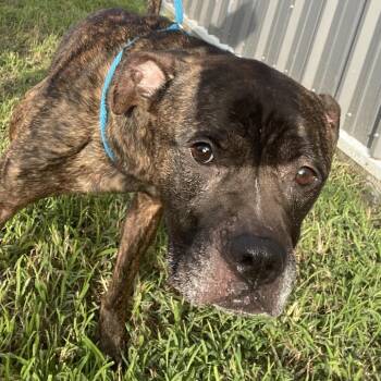 Ranger -  Mixed Breed Dog for Adoption in Dickinson, Texas - Ranger | PetCurious