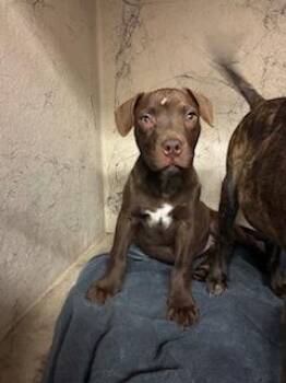 Terrier and Mixed Breed Dogs Available for Adoption - Toaster Strudel | PetCurious