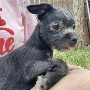 Terrier Dogs Available for Adoption - Birdie  | PetCurious