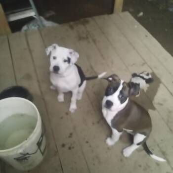 Mixed Breed Dogs Available for Adoption - Nova | PetCurious