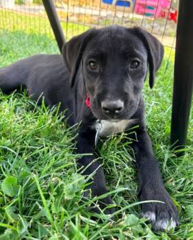 Carrie -  Labrador Retriever Dog for Adoption in Warrington, Pennsylvania - Carrie | PetCurious