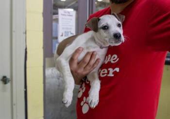 Rebel -  Pit Bull Terrier and Mixed Breed Dog for Adoption in Kansas City, Missouri - Rebel | PetCurious