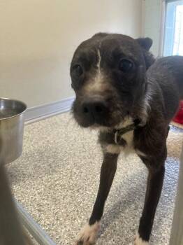 Wirehaired Terrier Dogs Available for Adoption in Auburn, Indiana - Little Pea | PetCurious