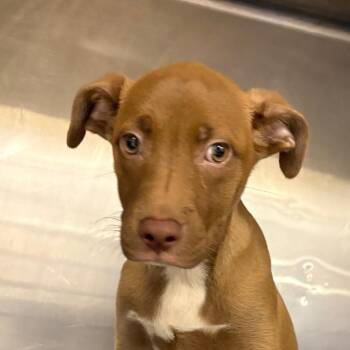 Puma 052916U -  Labrador Retriever and Mixed Breed Dog for Adoption in Tupelo, Mississippi - Puma 052916U | PetCurious