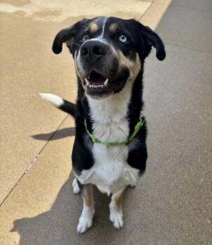 Trip -  Husky Dog for Adoption in Kalamazoo, Michigan - Trip | PetCurious