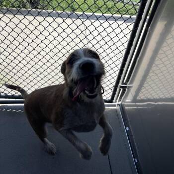 Ranger -  Wirehaired Terrier and Jack Russell Terrier Dog for Adoption in Wilmington, Delaware - Ranger | PetCurious