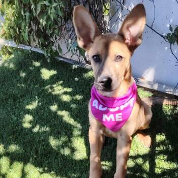 Rescue Carolina Dog Dogs for Adoption in San Diego, California - Greta | PetCurious