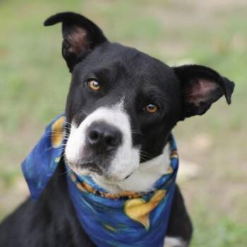 BLAKE -  American Staffordshire Terrier Dog for Adoption in San Antonio, Texas - BLAKE | PetCurious