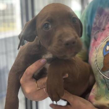 Labrador Retriever Dogs Available for Adoption in North Charleston, South Carolina - Choco-lot | PetCurious