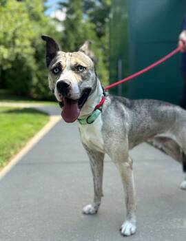 Koda -  Siberian Husky Dog for Adoption in Reisterstown, Maryland - Koda | PetCurious