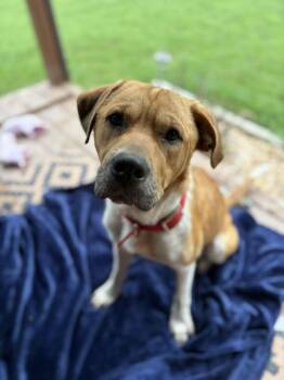 Jesse -  Labrador Retriever and Hound Dog for Adoption in Franklin, Virginia - Jesse | PetCurious