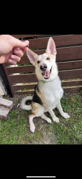 Rescue Husky and German Shepherd Dog Dogs for Adoption in Holly Springs, North Carolina - Shadow | PetCurious