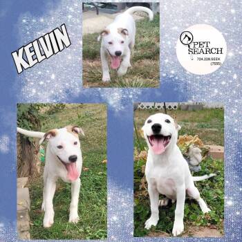 Rescue Jack Russell Terrier and Pit Bull Terrier Dogs for Adoption in Washington, Pennsylvania - Kelvin | PetCurious