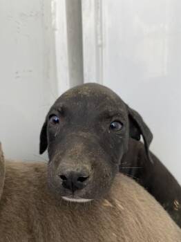 Anne -  Pit Bull Terrier Dog for Adoption in Victorville, California - Anne | PetCurious