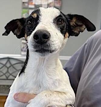 Rescue Rat Terrier Dogs for Adoption in Mount Airy, North Carolina - Fielder Harrison | PetCurious