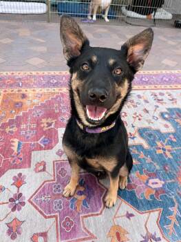 Brooke -  Shepherd Dog for Adoption in Las Vegas, Nevada - Brooke | PetCurious