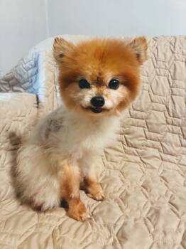 Polly -  Pomeranian Dog for Adoption in Kansas City, Kansas - Polly | PetCurious