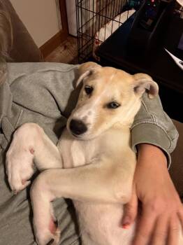 Rescue Labrador Retriever Dogs for Adoption in Longview, Texas - Abby | PetCurious