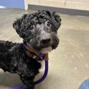 Mixed Breed Dogs Available for Adoption in Dekalb, Illinois - Tio | PetCurious