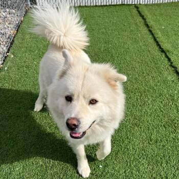 Mowgli -  Husky and Mixed Breed Dog for Adoption in Bristol, Indiana - Mowgli | PetCurious