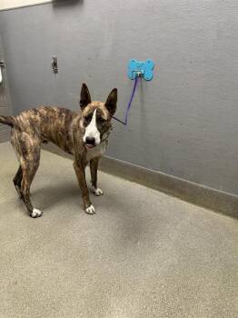 Bull Terrier and Belgian Shepherd Malinois Dogs Available for Adoption in Las Vegas, Nevada - MOOSE | PetCurious