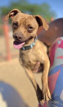 Junior -  Chihuahua Dog Available for Adoption in Yucca Valley, California - Junior | PetCurious