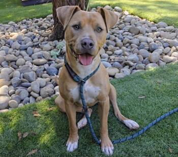 PARIS -  Pit Bull Terrier and Mixed Breed Dog for Adoption in San Jose, California - PARIS | PetCurious