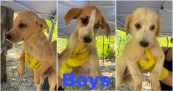 Ruthie -  Great Pyrenees and Airedale Terrier Dog for Adoption in Quinlan, Texas - Ruthie | PetCurious