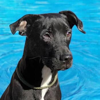 Rescue Labrador Retriever Dogs for Adoption in Horn Lake, Mississippi - Daisy | PetCurious