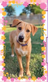Flamingo -  Mixed Breed Dog for Adoption in Chickasha, Oklahoma - Flamingo | PetCurious