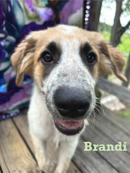 Rescue Anatolian Shepherd and Great Pyrenees Dogs for Adoption in Spring, Texas - Puppy Brandy (male) | PetCurious
