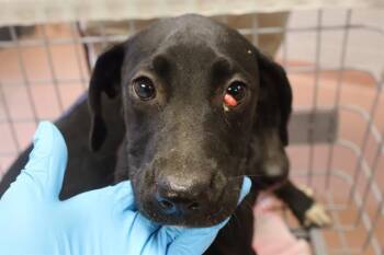 MELANIE -  Mixed Breed Dog for Adoption in Columbia, South Carolina - MELANIE | PetCurious