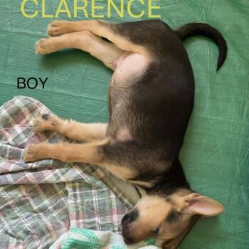 Clarence -  German Shepherd Dog Dog Available for Adoption in Jerome, Idaho - Clarence | PetCurious