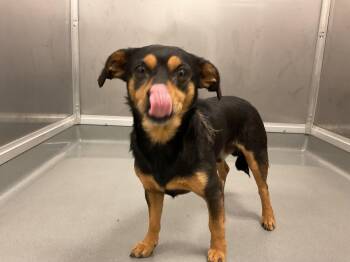 UNO -  Chihuahua Dog for Adoption in Ontario, California - UNO | PetCurious