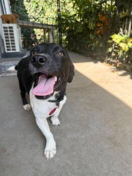 Grimmley -  Terrier and Dachshund Dog for Adoption in St. Petersburg, Florida - Grimmley | PetCurious