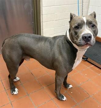 APOLLO -  Pit Bull Terrier Dog for Adoption in Camarillo, California - APOLLO | PetCurious