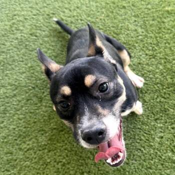 Cattle Dog and Mixed Breed Dogs Available for Adoption in Loxahatchee Groves, Florida - Ringo 7246 | PetCurious