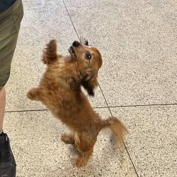Jazzy -  Dachshund and Mixed Breed Dog for Adoption in Lake Panasoffkee, Florida - Jazzy | PetCurious